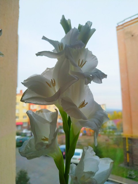 flowers