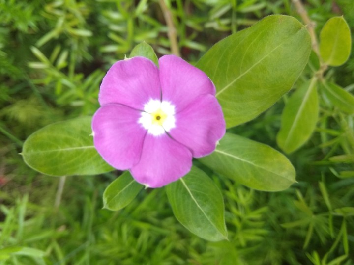 flower