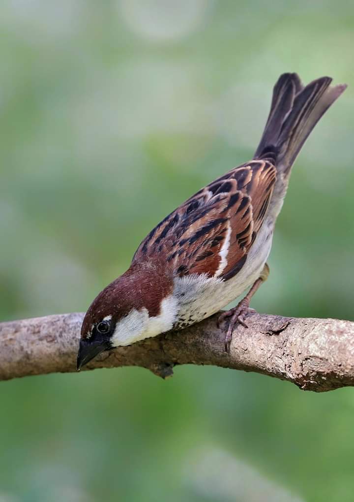 bird