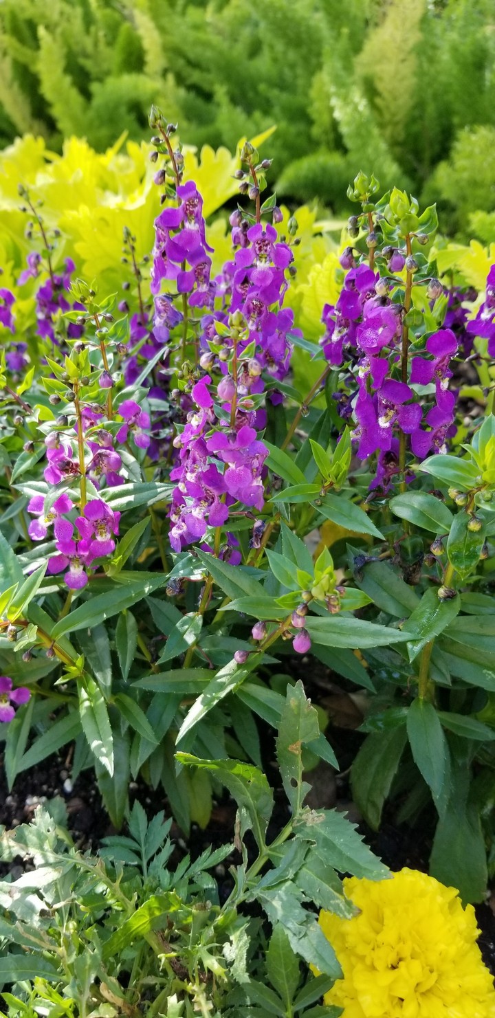 nature