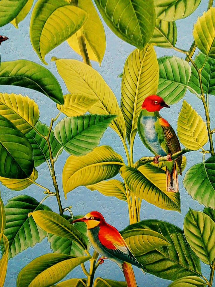 Birds
