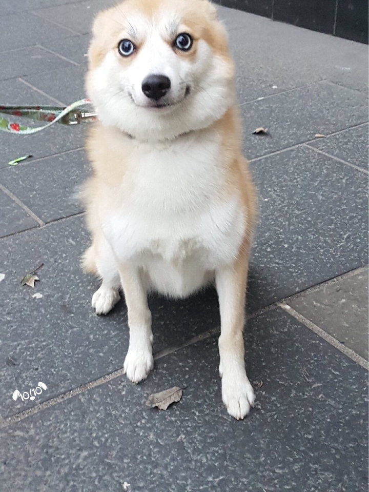 dog☺☺☺