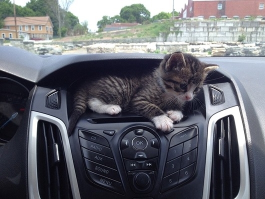 cat