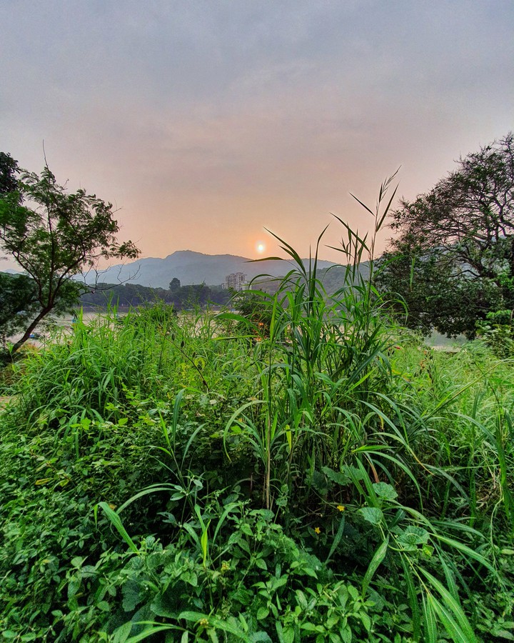 Green Evening