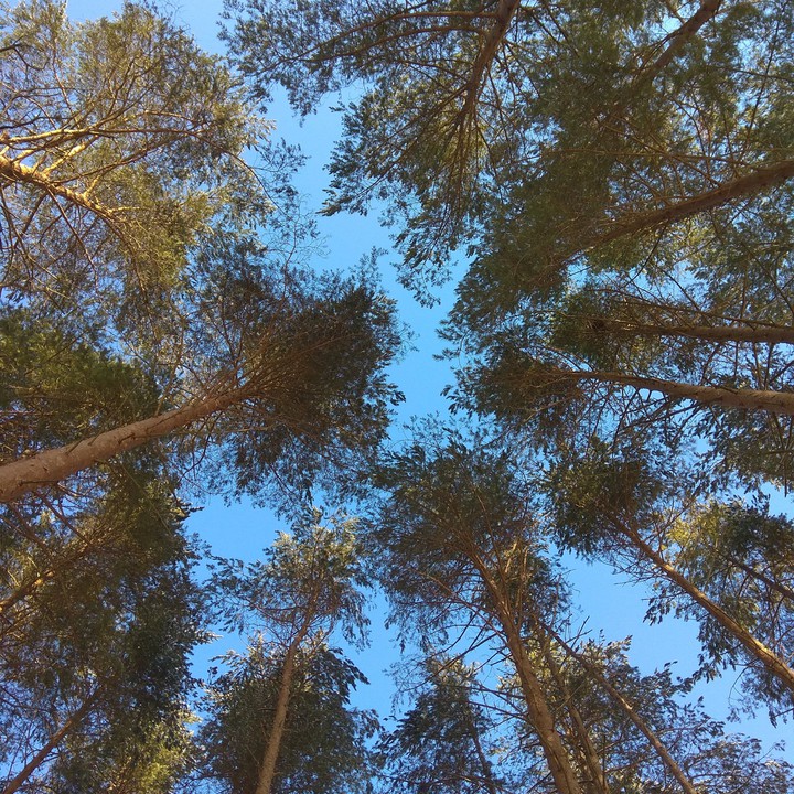 небо в лесу