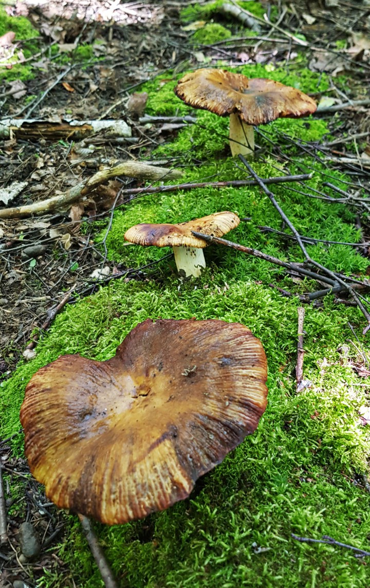 forest vibe