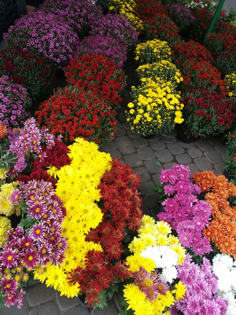 flower, chrysanths桌布