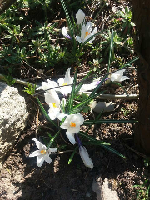 crocuses