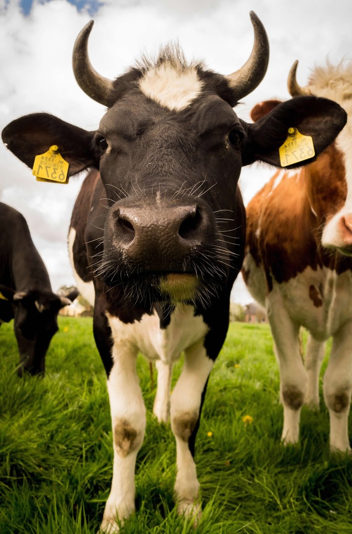 cows