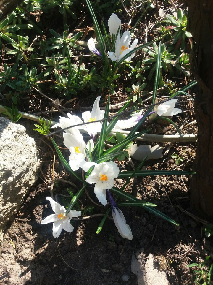 crocuses