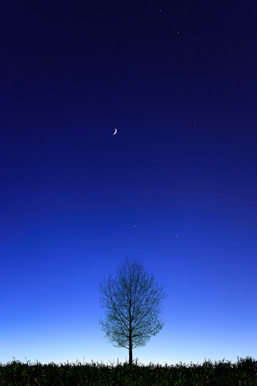Tree in Night