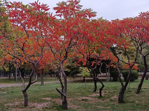 Branch, Groundcover, Trunk