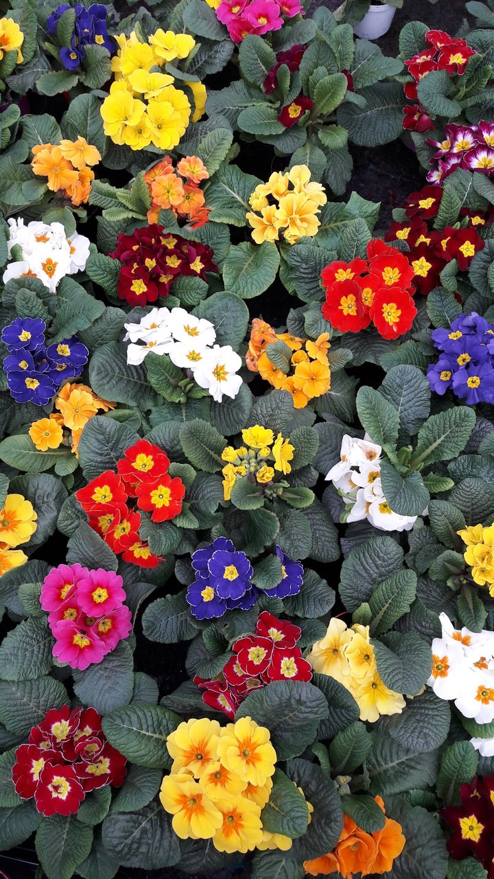 spring