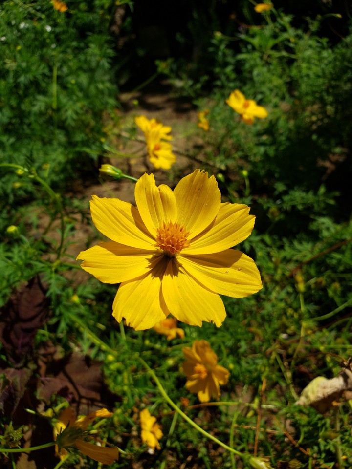 Flores do Jardim de Casa