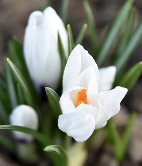 tapety flower, grass