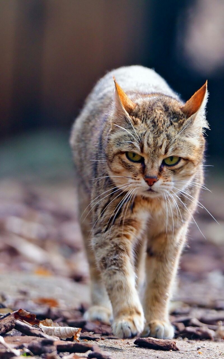 The Cat