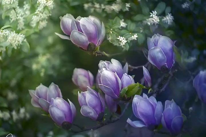 purple