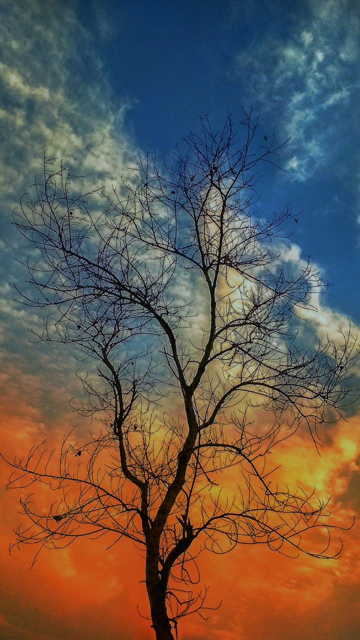 tree