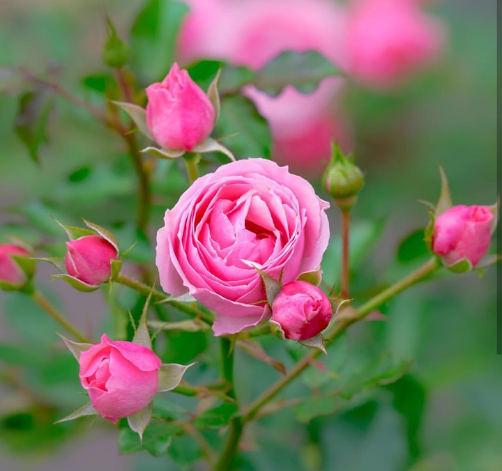 Roses růže