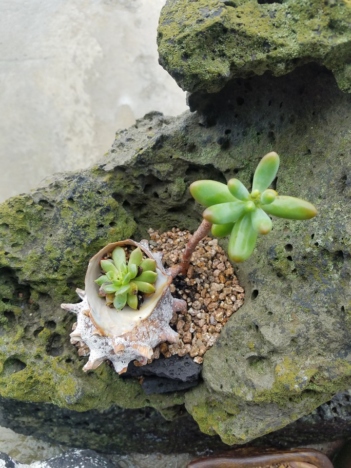 plant