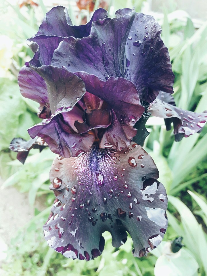 flower