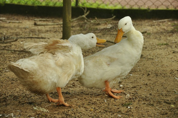 Bird's Love