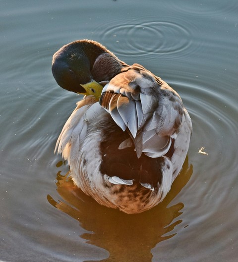 Duck