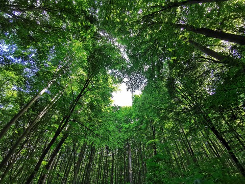 Love in with nature.