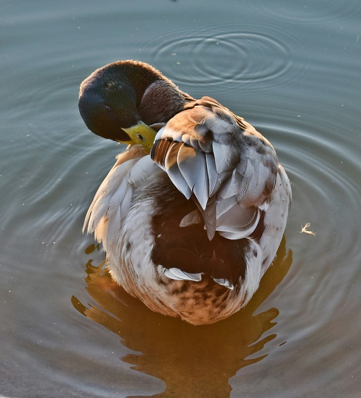 Duck