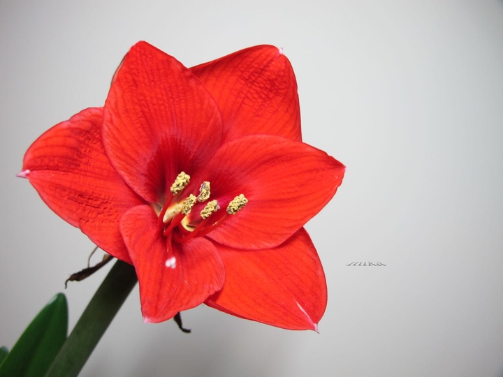 Zhu Dinghong   孤挺花   朱頂紅