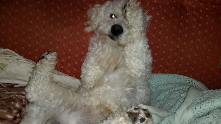 Perro