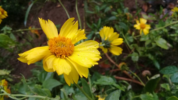 rain