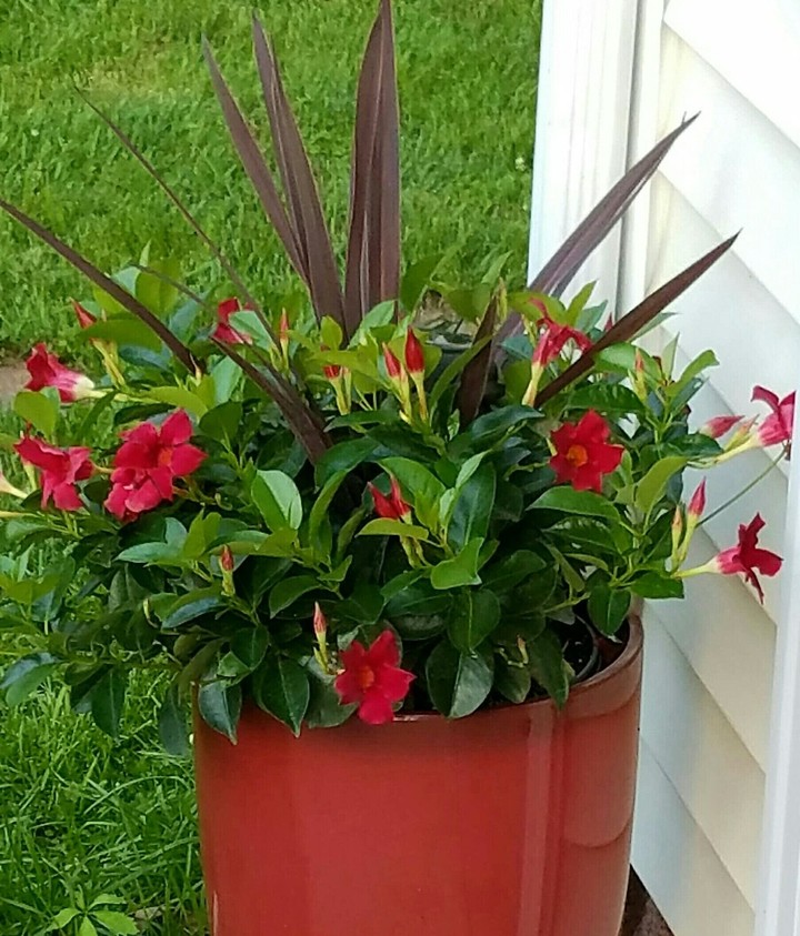 Spring Flowers