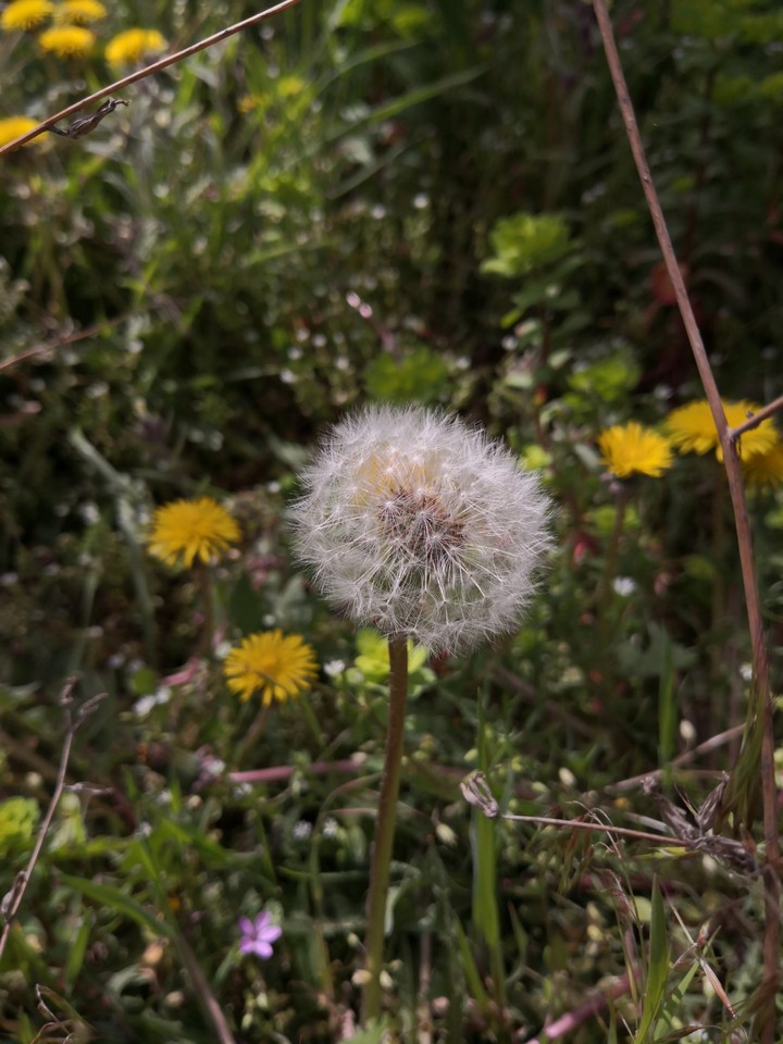 make a wish