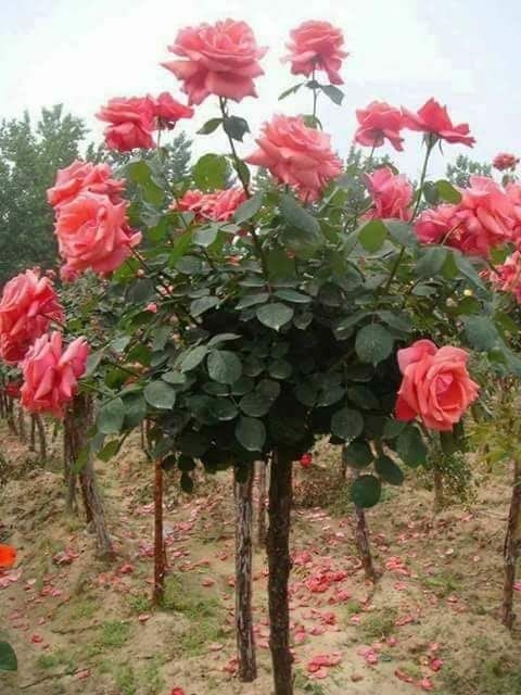 Rosa
