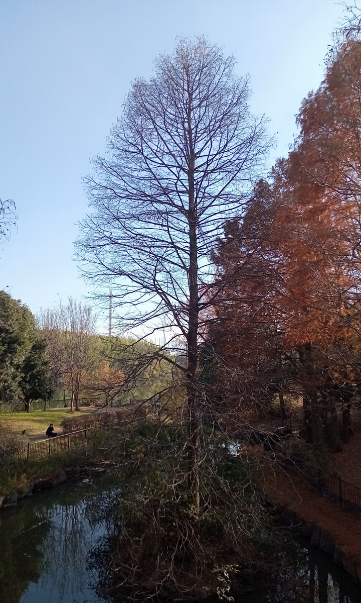 tree