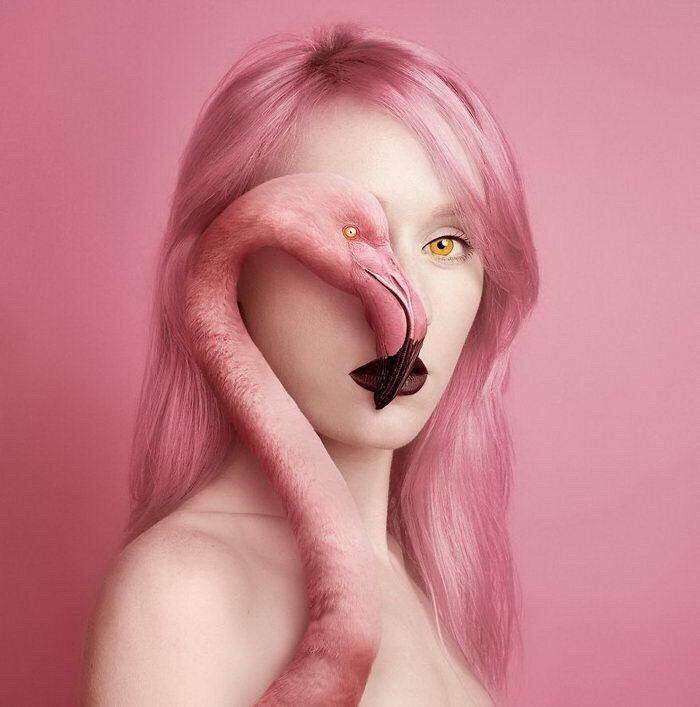 flamingo