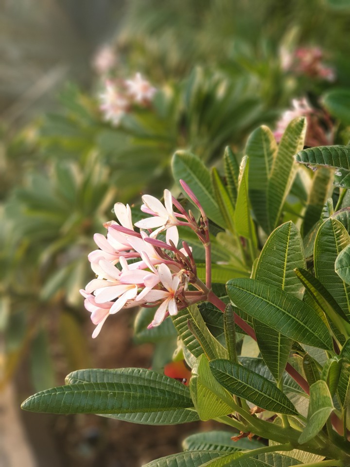 flower pic
