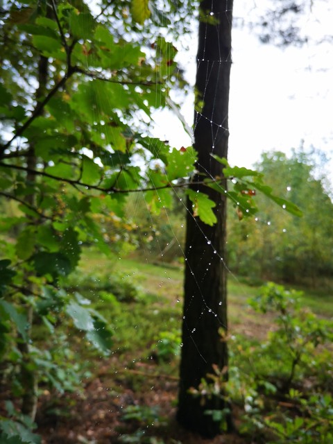 plant, deciduous Hintergrundbilder
