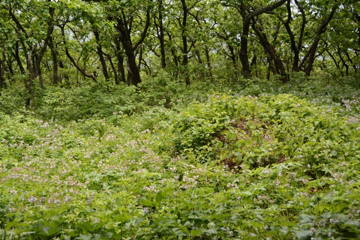 청옥산이미지