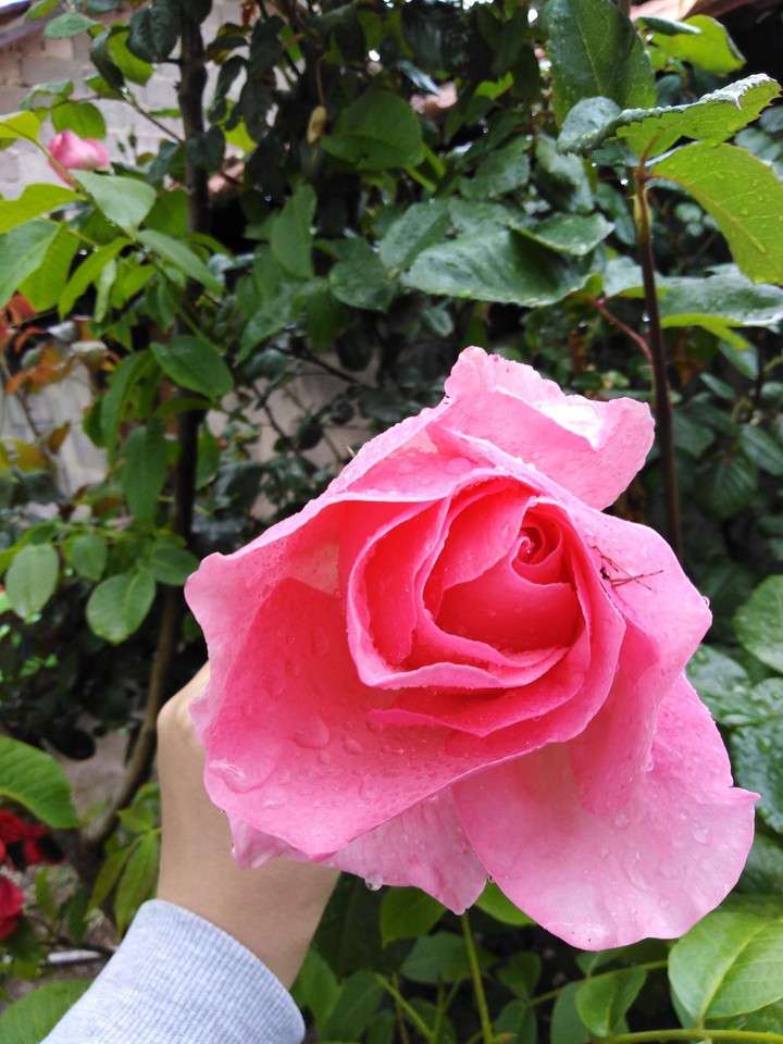 rose