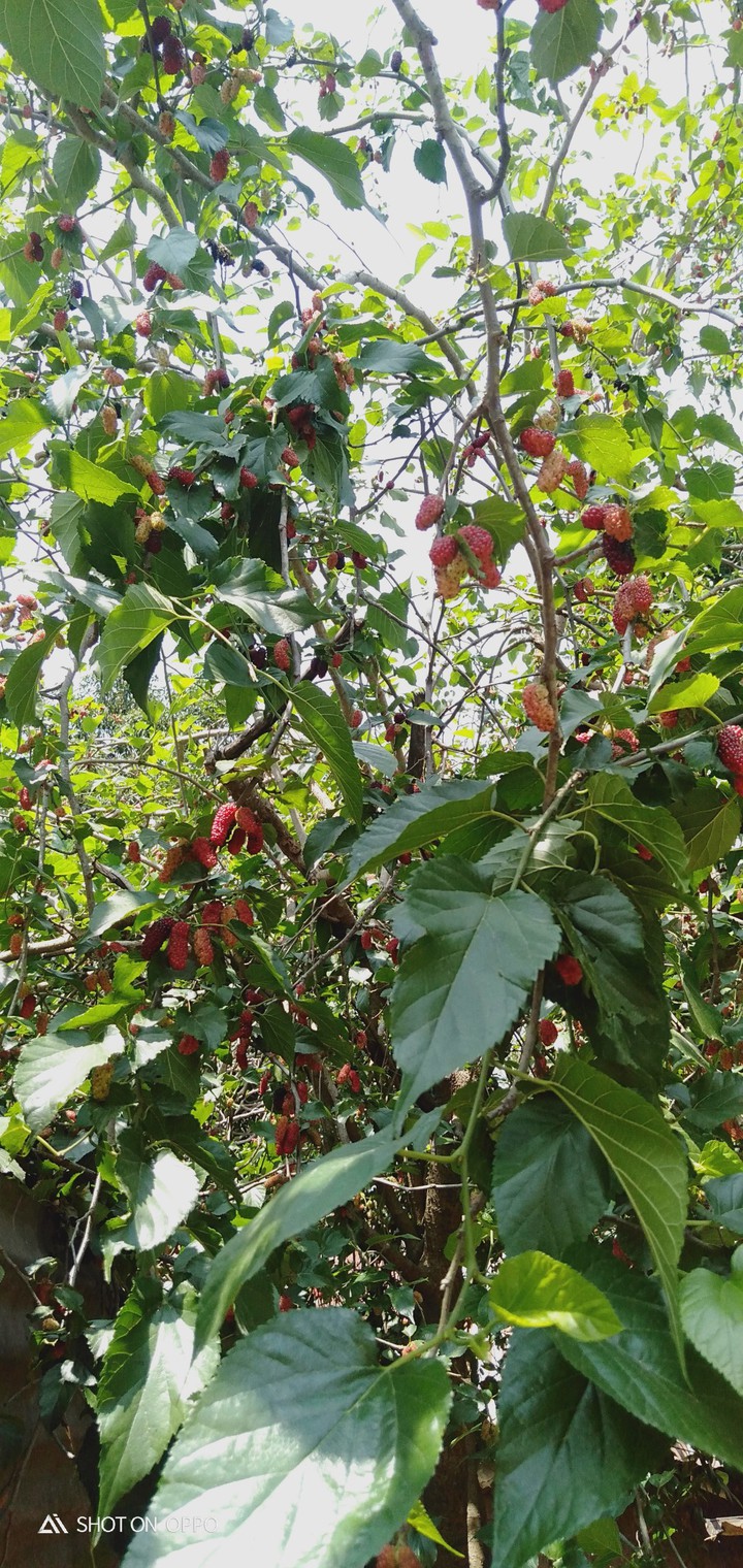 mulberry tree