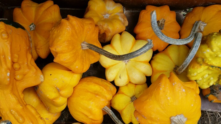 pumpkins