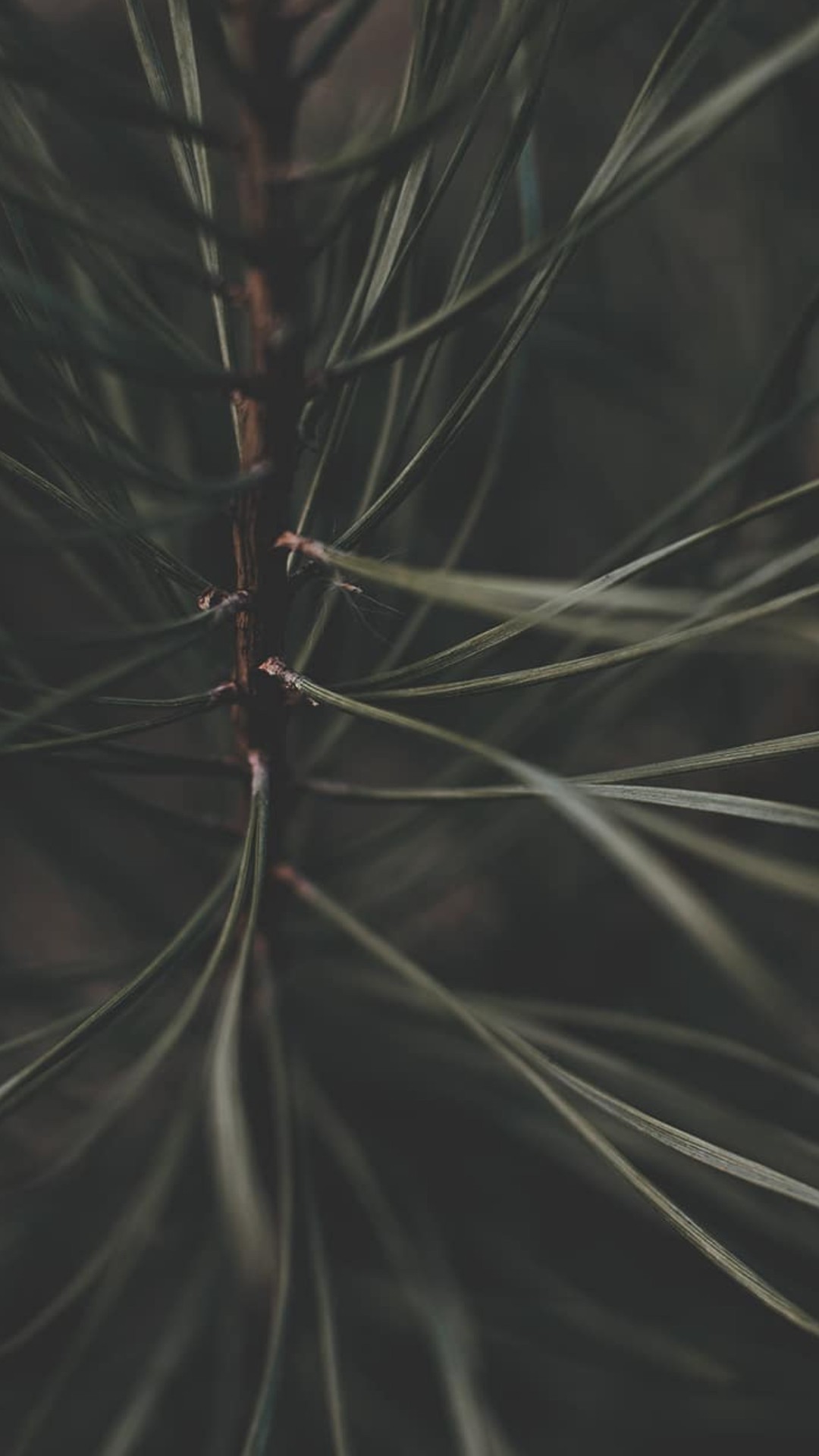 s ᴘ ʀ ᴜ ᴄ ᴇ