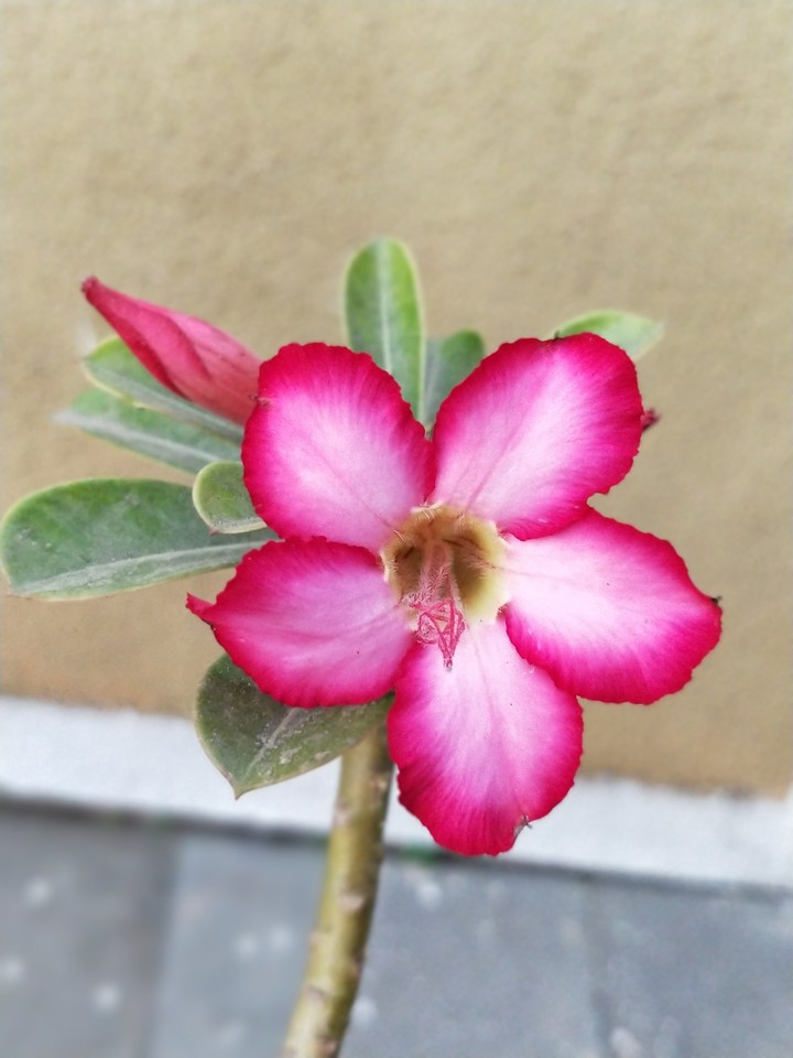 beautiful flower
