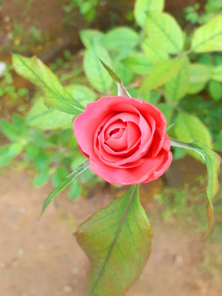 rose