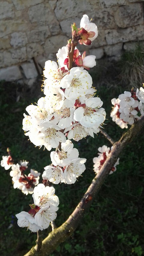 Happy spring day