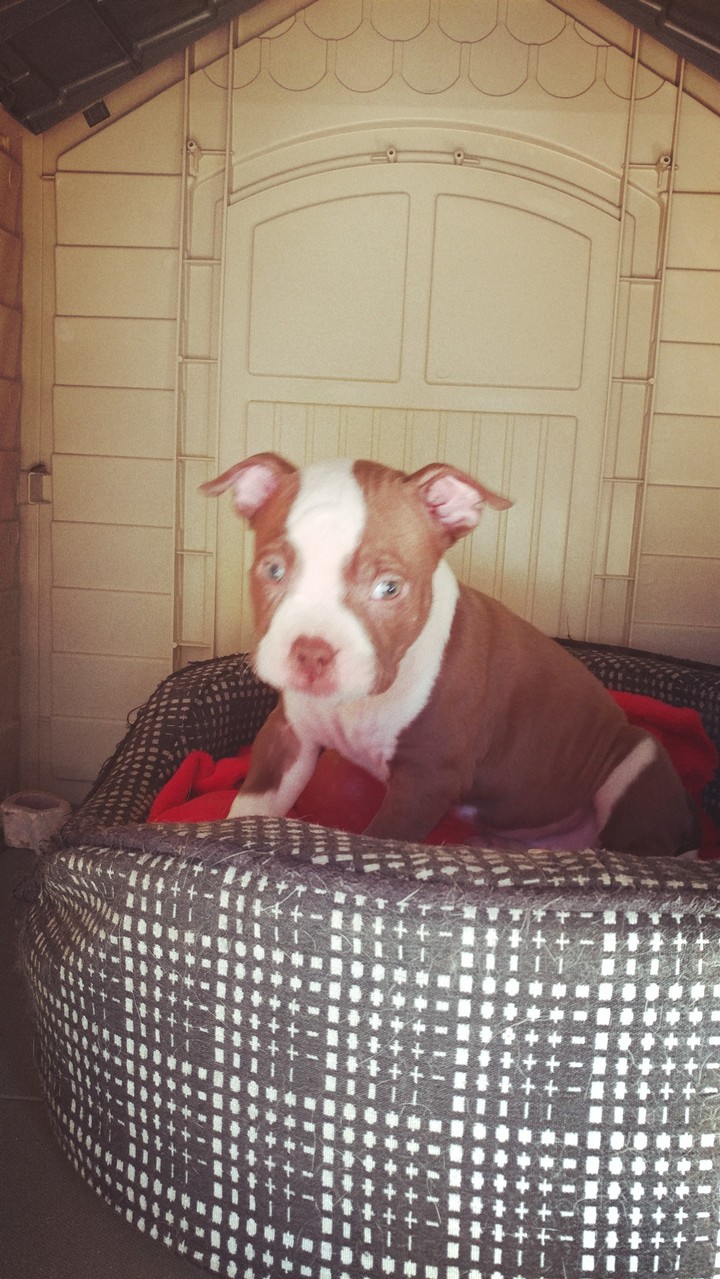 Baby Bartie