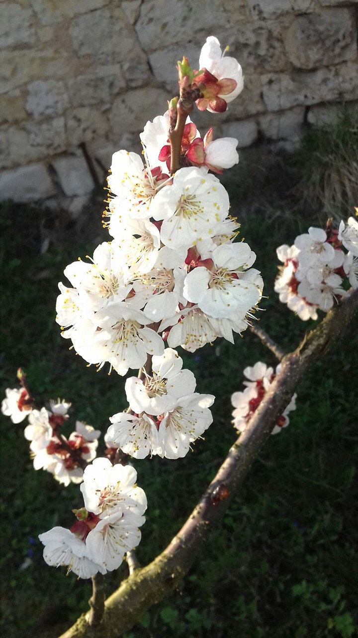 Happy spring day
