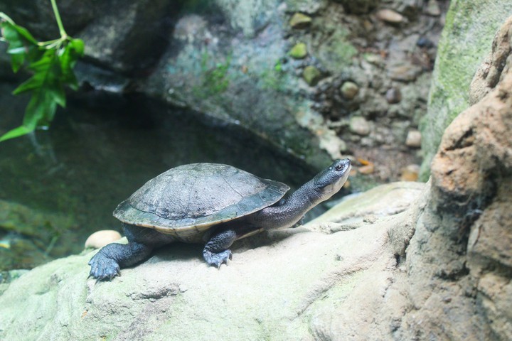 The Running Turtle, Singapore Zoo